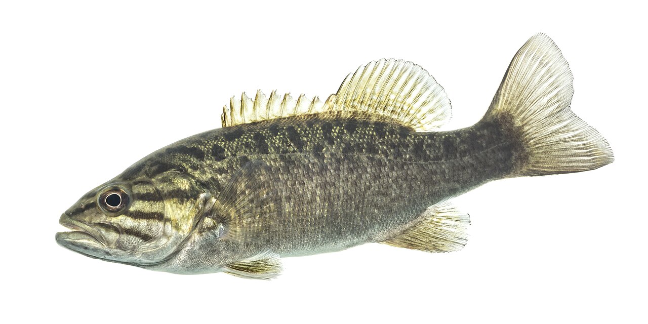 Photo of a Smallmouth Bass