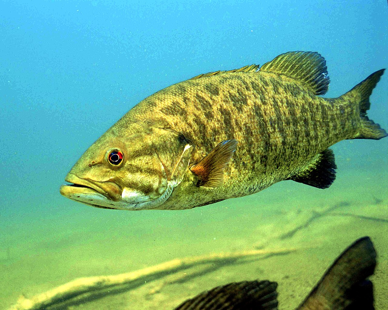 Photo of a Smallmouth Bass for identification