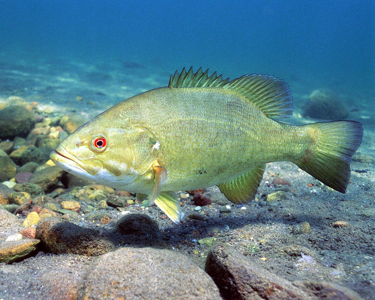 Photo of a Smallmouth Bass for identification