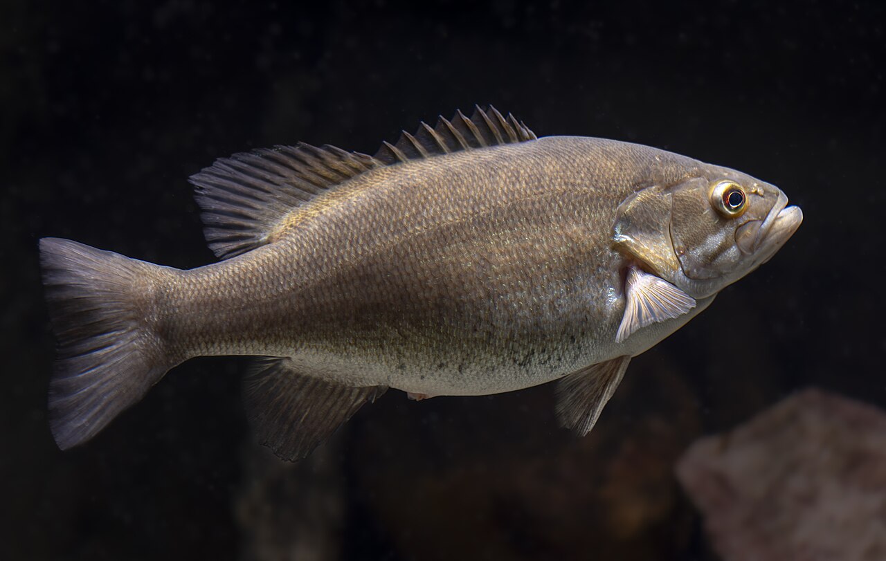 Photo of a Smallmouth Bass for identification