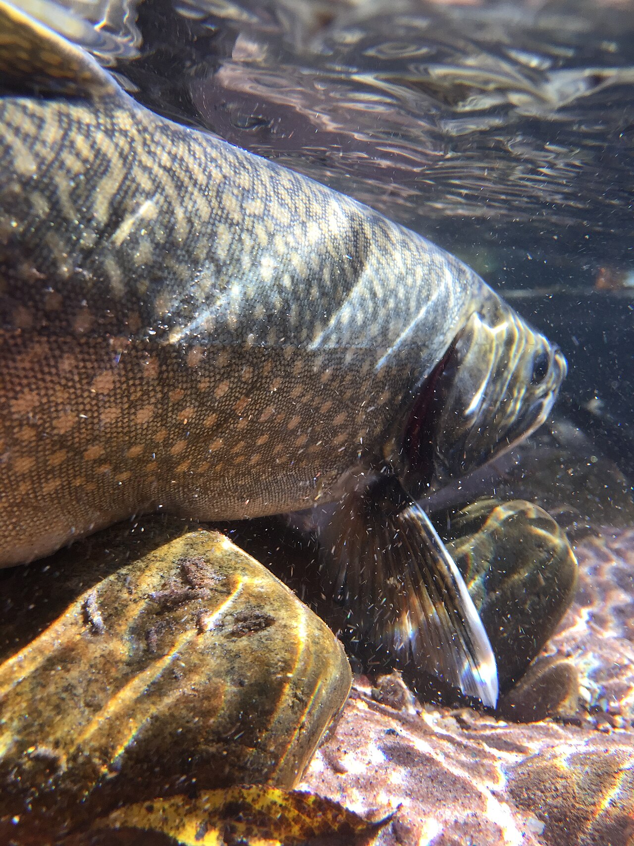 Photo of a Splake