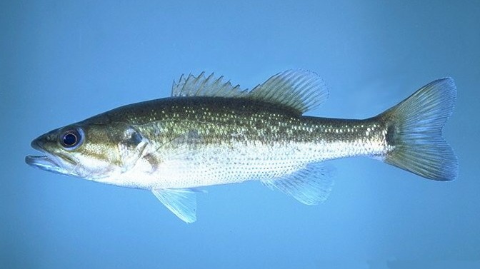 Photo of a Spotted Bass