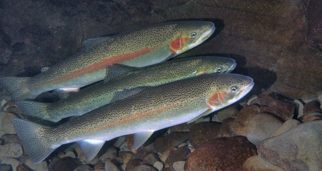 Steelhead