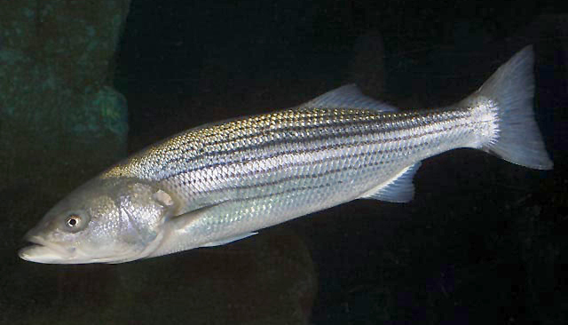 Photo of a Striped Bass