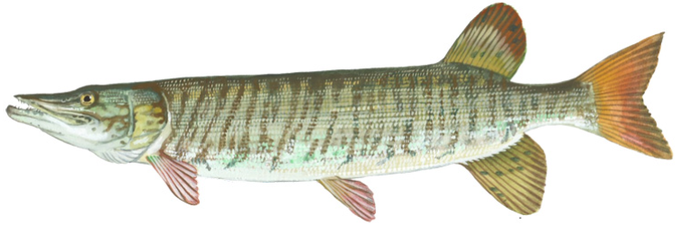 Photo of a Tiger Muskie