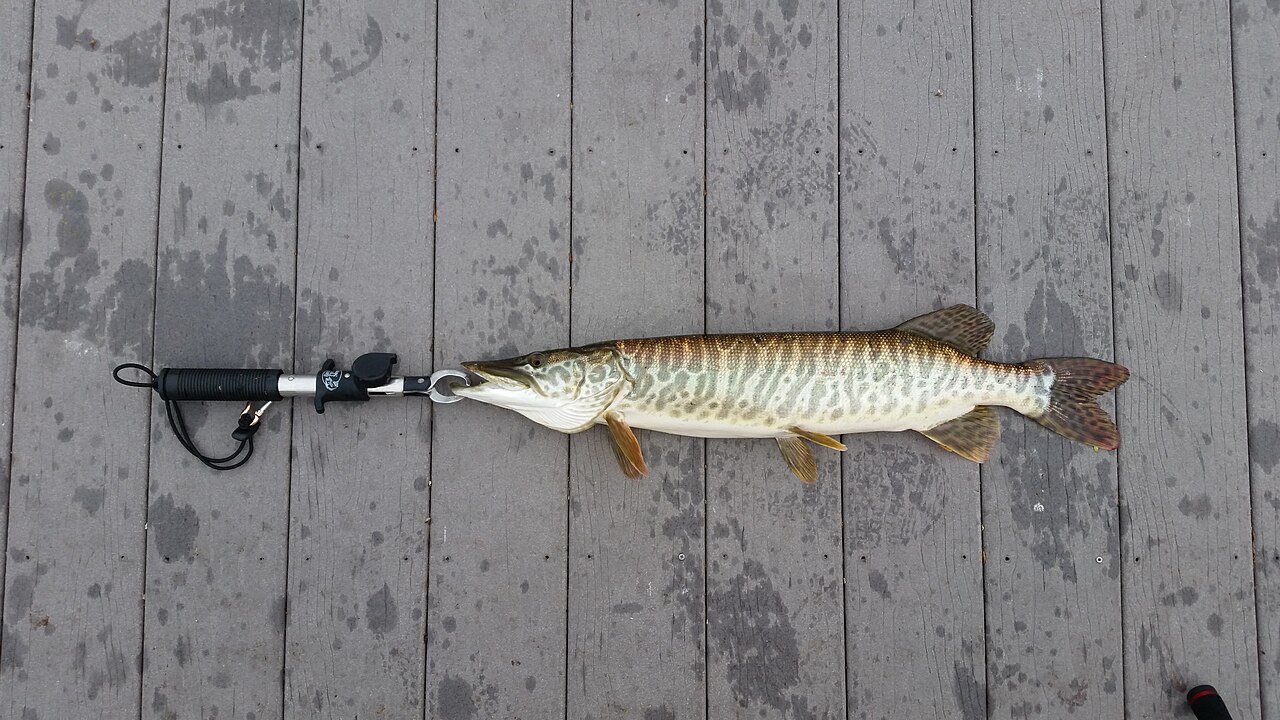 Photo of a Tiger Muskie for identification