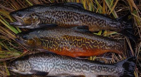 Tiger Trout