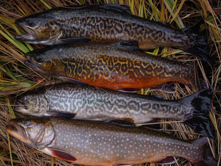Photo of a Tiger Trout for identification