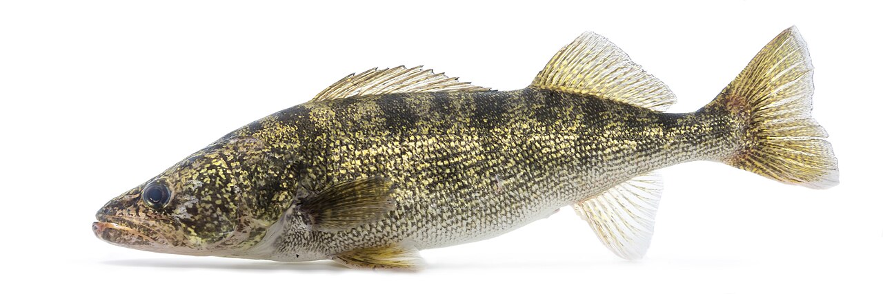 Photo of a Walleye