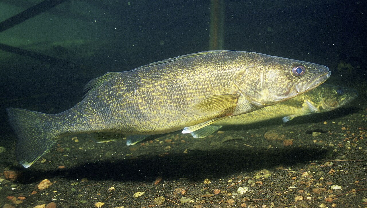 Photo of a Walleye for identification