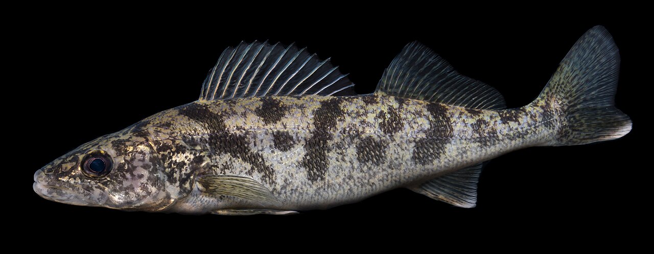 Photo of a Walleye for identification