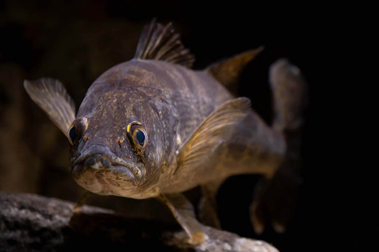 Photo of a Walleye for identification