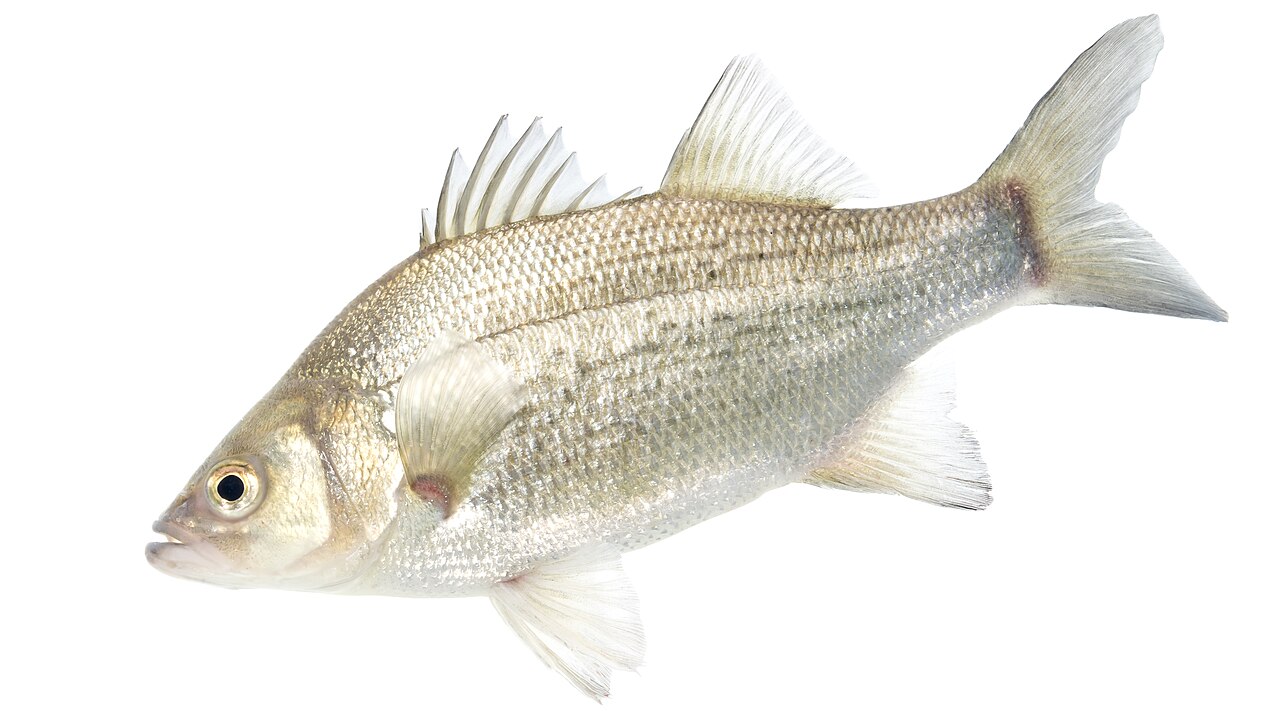 Photo of a White Bass