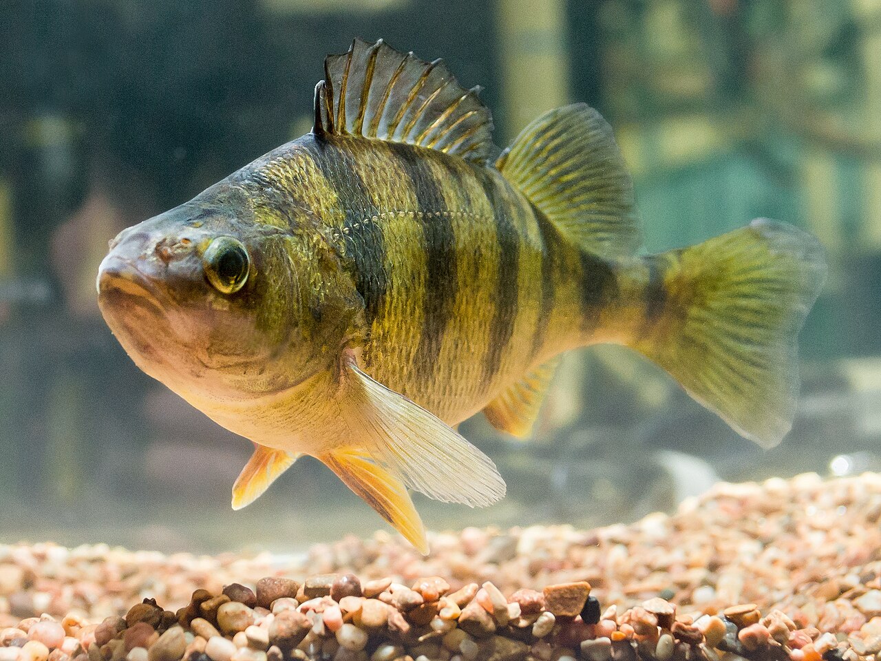 Photo of a Yellow Perch for identification