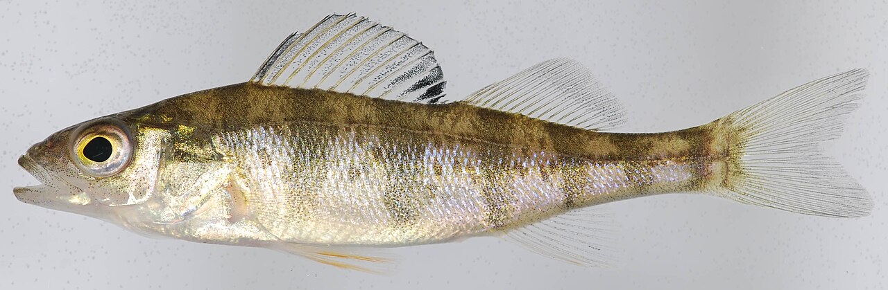 Photo of a Yellow Perch for identification