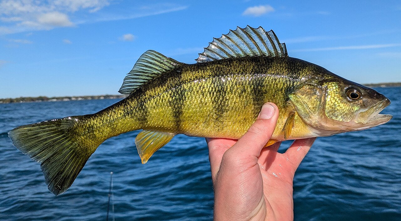 Photo of a Yellow Perch for identification